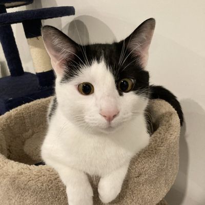 Bubbles, Chief Meow-tivation Officer at TechTailors