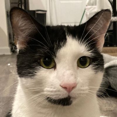 Buddy, Purr-imeter Security Officer at TechTailors